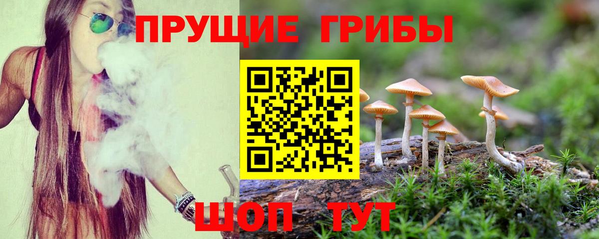 Псилоцибиновые грибы Psilocybe Нижний Новгород